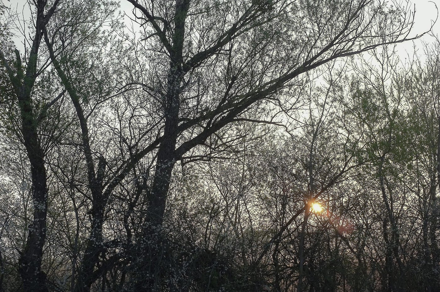 Sonnenaufgang hinter dem Gehölz