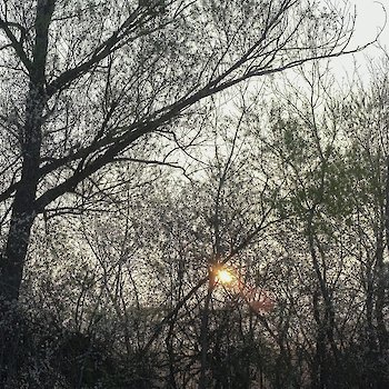 Sonnenaufgang hinter dem Gehölz